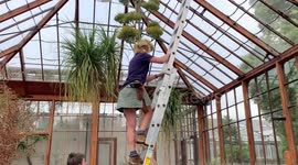 Giant 'tequila plant' flowers after keeping gardeners waiting for almost 60 YEARS