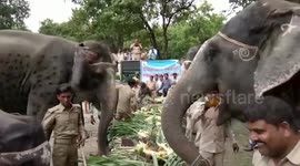 Elephants enjoy 'jumbo feast' at national park in northern India