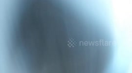 Underwater Footage of Rare Blue Lobster at New Brunswick aquarium