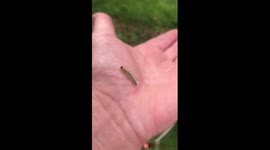 Baby Butterfly