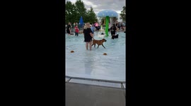 Fishers YMCA holds dog pool party for community & shelter dogs