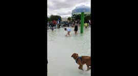 Photo compilation of the Fishers YMCA Doggie Dip pool party