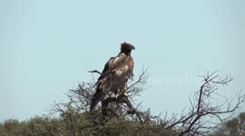 Australia’s magnificent, huge Wedge-tailed Eagle