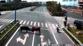 Runaway cattle battle it out in front of traffic on busy Chinese road