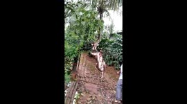 Graphic - Deer impaled by iron gate freed in India