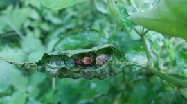 Ant Curls Up In Leaf To Make Nest
