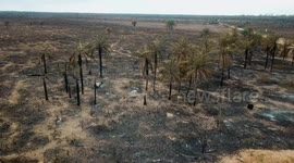 Raging forest fires devastate Bolivia’s newest conservation area Nembi Guasu
