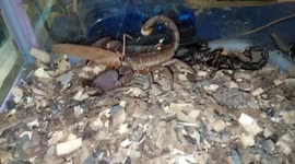 Two Deadly scroinpion fight for food in South East India.
