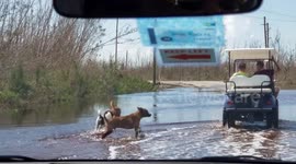Dogs in Treasure Cay