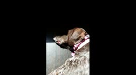 Sleeping dog makes funny crazy sounds