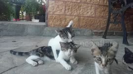 Kittens love and fight