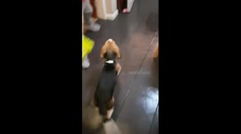 The floor had just been mopped and dad comes home! funny puppy video! pranks and fails! dad and lad Cooke family comedy