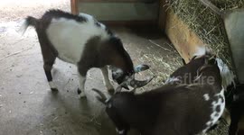 GOATS LOCKING HORNS - PLAYING OR A FIGHT? YOU DECIDE!