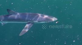 Stunning footage shows blue shark swimming off the coast of Cornwall