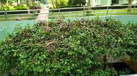 Terrifying 'snake tree' crawling with hundreds of reptiles seen on Vietnamese farm
