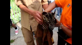 Adorable moment rare clouded leopard gets hand-washed clean in Indonesia