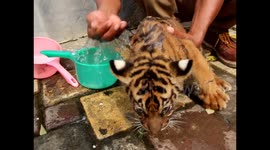 rare sumatran tiger baby has showered by zoo keeper