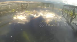 Photographer shows fish surviving under in pool of dying marine life