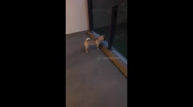 Bella is meeting a neighbor