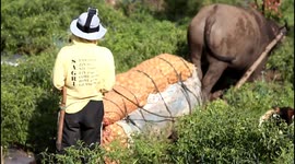 buffalo carts produce transportation that is very effective in mountainous areas to transport crops in Kerinci Indonesia