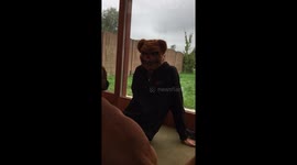 Boxer dog gets adorably scared of dad in spooky Halloween mask