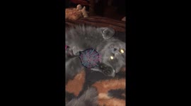 Smoke Our  Cat Loves to Brush himself!