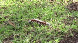 Watch out – this beautiful Hairy Mary caterpillar stings!