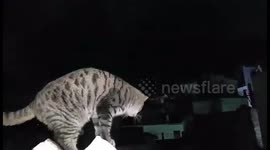 Cat watches lightning show