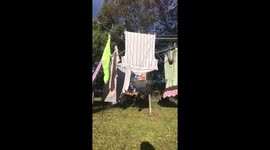 Magpie hanging on clothes on line