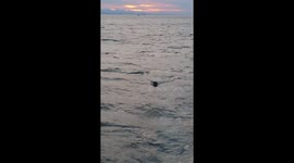 Great white shark breaching on seal decoy . Mossel Bay South Africa