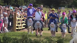 Bizarre sheep-racing contest takes place in UK