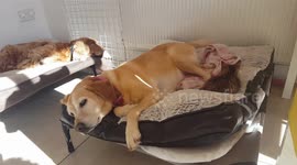 Cat reacts in jealousy to dog