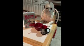 When your Bulldog is a fan of Friday the 13th.