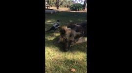 Magpie wanting to play with German Shepherd