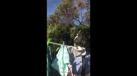 Australian Magpie pulling clothes off clothes line