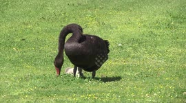 Spring is here! An hour with beautiful Black Swans and their babies