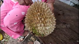 Amazing video catches day in the life of a durian picker