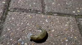 You Heard Of Snail Mail Well How About Slug Mail!