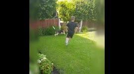 Dad and lad try to catch beagle puppy - Funny fail - Animal Antics