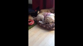 Cute dog wearing a jumper having a dream