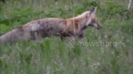 Fox