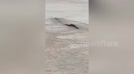 Residents mistake sunshade net for China's 'Loch Ness monster'