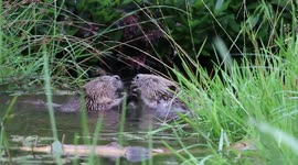 Dam cute! Rare footage shows beavers 'wrestling' in UK river