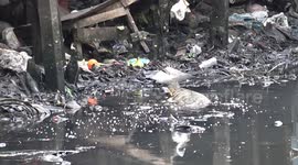 Slum lizards live alongside homes in Bangkok slum facing demolition