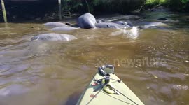 Mating Manatees 1