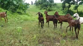 A group of goats was seen grazing the greenery using only their three legs in central India.