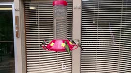 Hummingbirds at a Feeder, Slow Motion Video