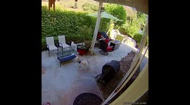Moment fearless puppy protects older sibling by fighting off large COYOTE in California homeowner's garden