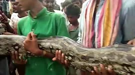 Giant python measuring 10 feet found after eating local goats by villagers in northwestern India
