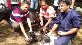 Buffalo gives birth to mutant calf with two heads, tails in northern India
